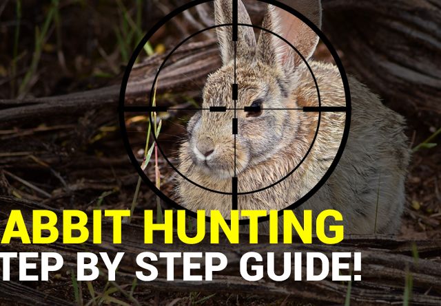 Rabbit Hunting Our Step by Step Guide