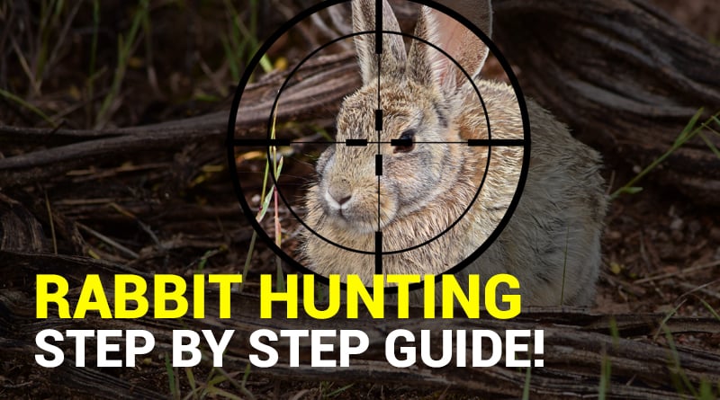 Rabbit Hunting Our Step by Step Guide