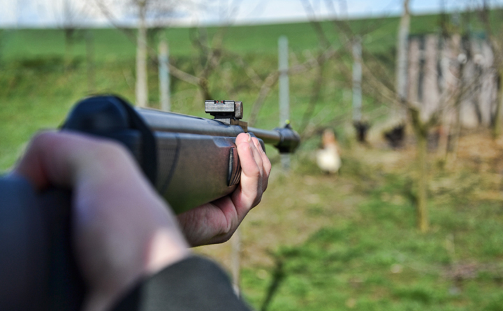 A Guide to Air Rifle Plinking